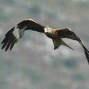 Red Kite