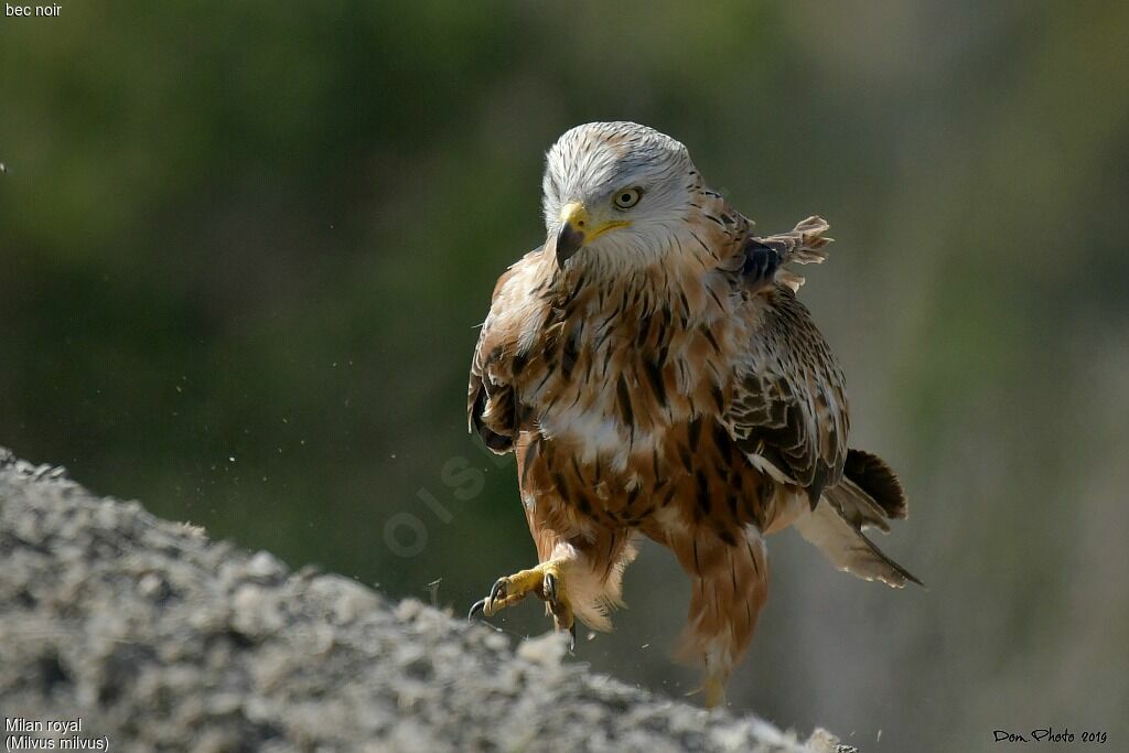 Red Kite