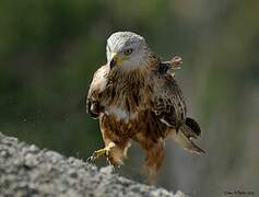 Red Kite