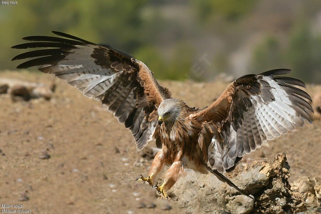 Red Kite