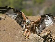 Red Kite