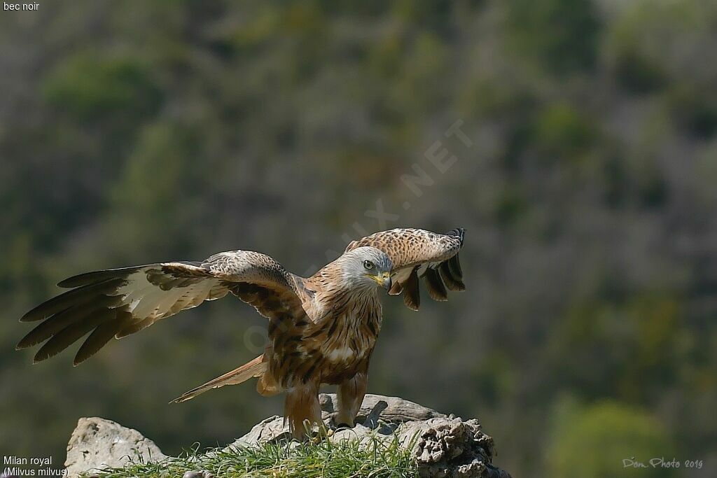 Red Kite