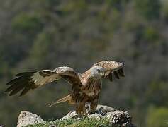 Red Kite