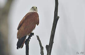 Brahminy Kite