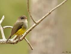 Yellow-bellied Flyrobin