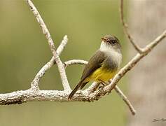 Yellow-bellied Flyrobin