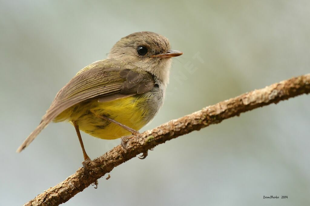 Yellow-bellied Flyrobin