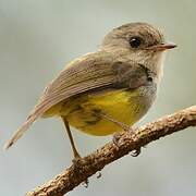 Yellow-bellied Flyrobin