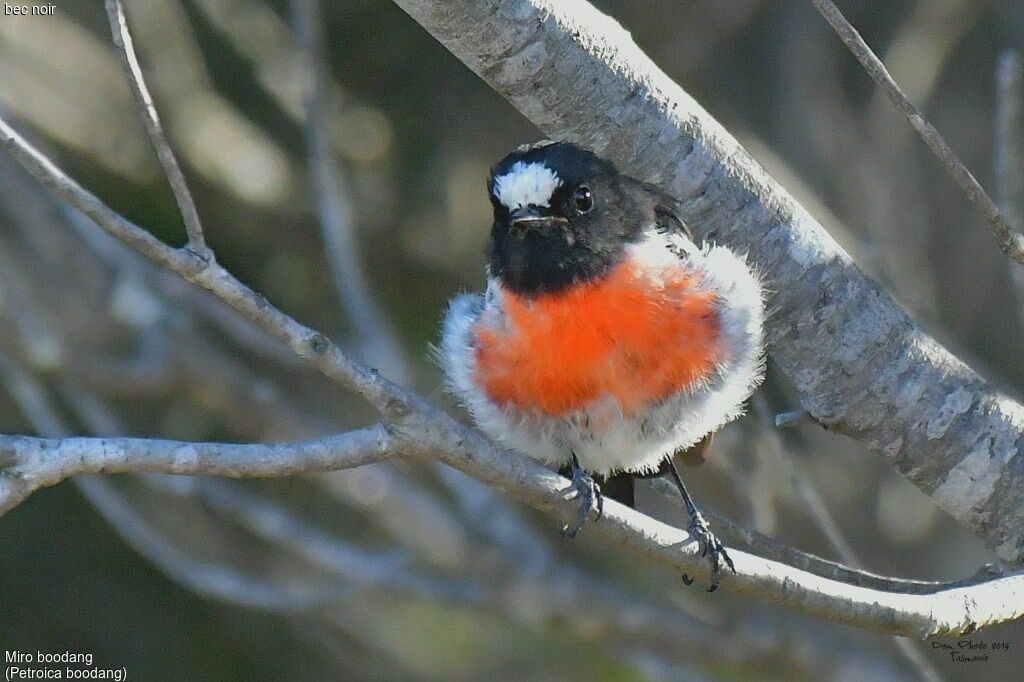 Scarlet Robin