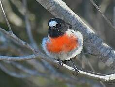 Scarlet Robin