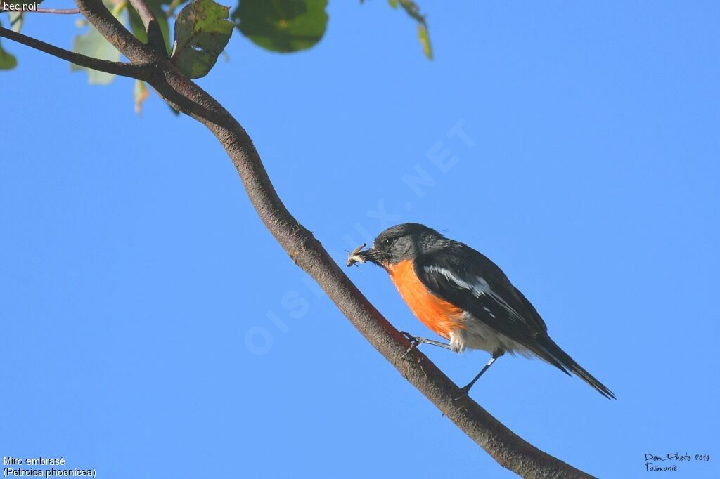 Flame Robin