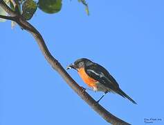 Flame Robin