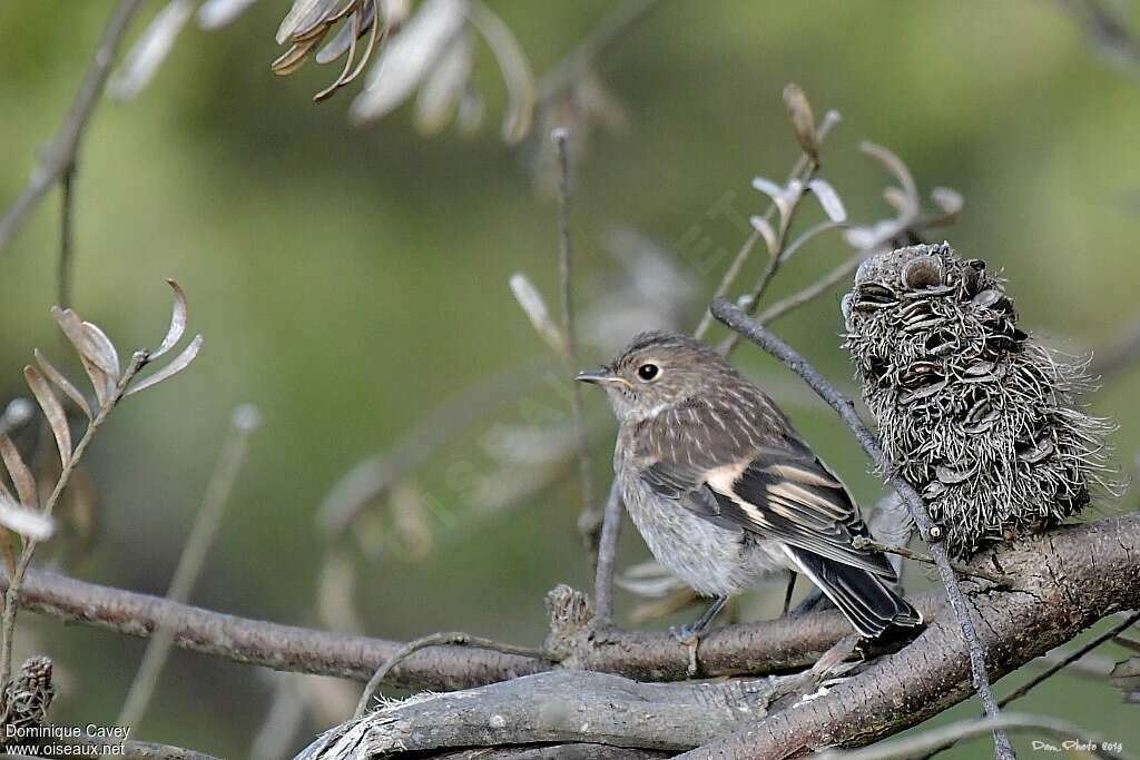 Miro embrasé femelle immature, identification