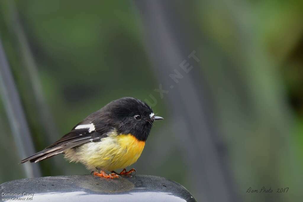 Tomtit male adult, identification