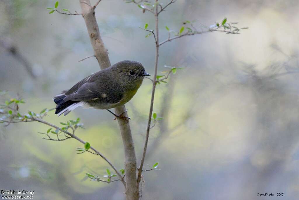 Tomtit female adult, identification