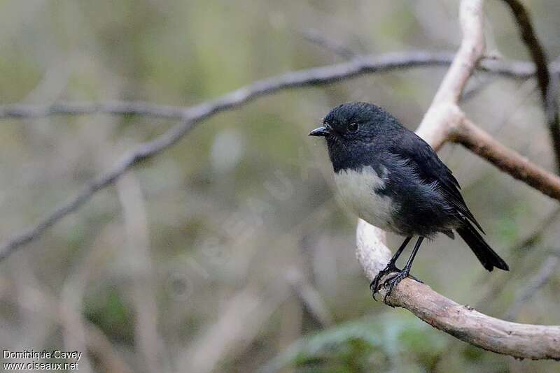 South Island Robin male adult breeding, identification