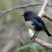 South Island Robin