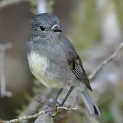 South Island Robin