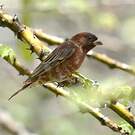 Moineau d'Emin