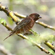 Moineau d'Emin