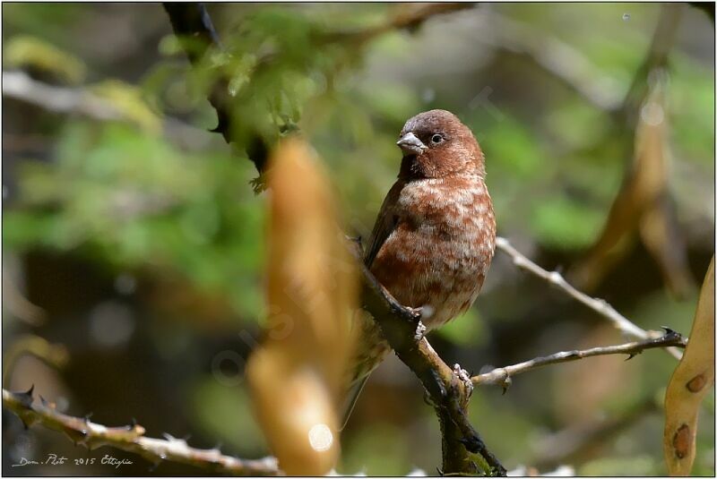 Chestnut Sparrow