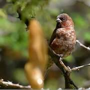 Moineau d'Emin