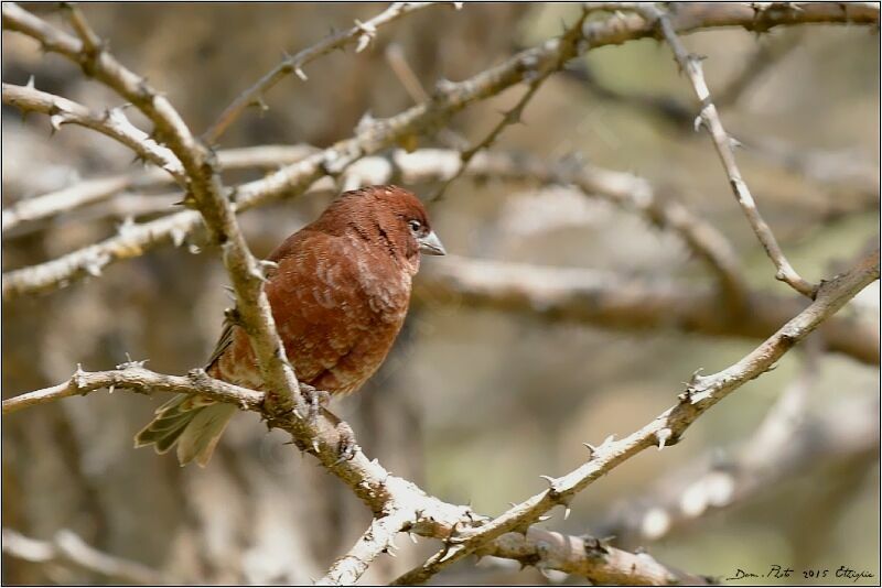 Chestnut Sparrow