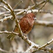Chestnut Sparrow