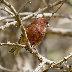 Moineau d'Emin