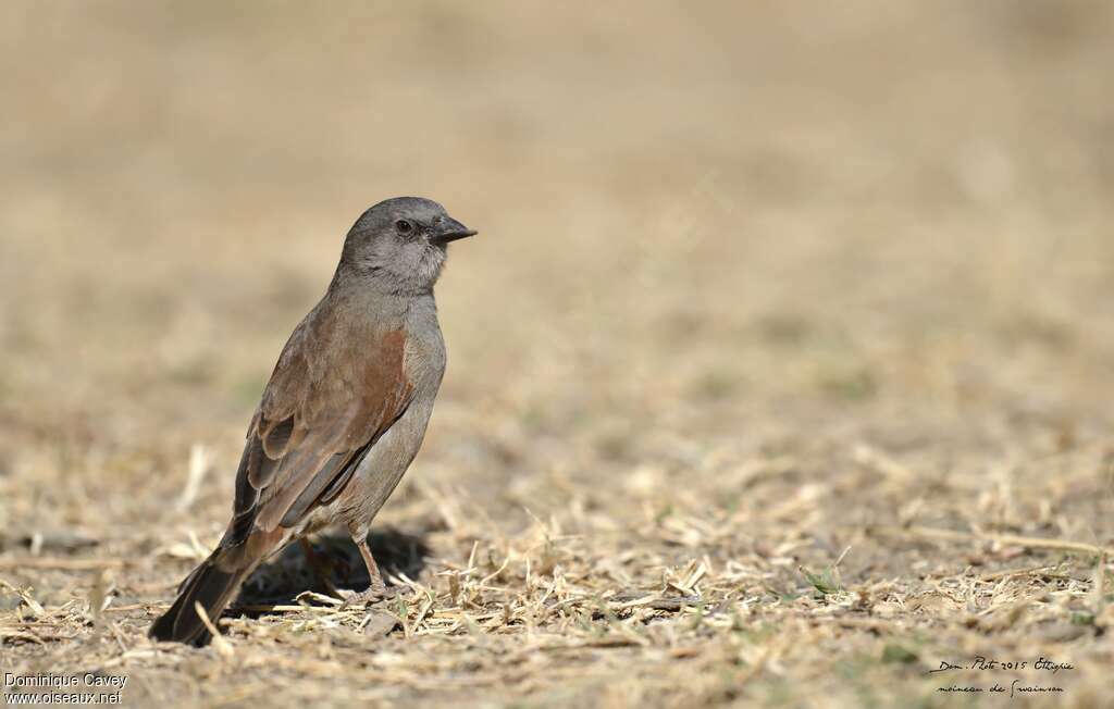 Swainson's Sparrowadult