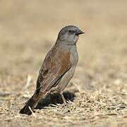 Swainson's Sparrow