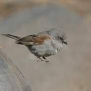 Swainson's Sparrow