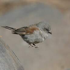 Moineau de Swainson