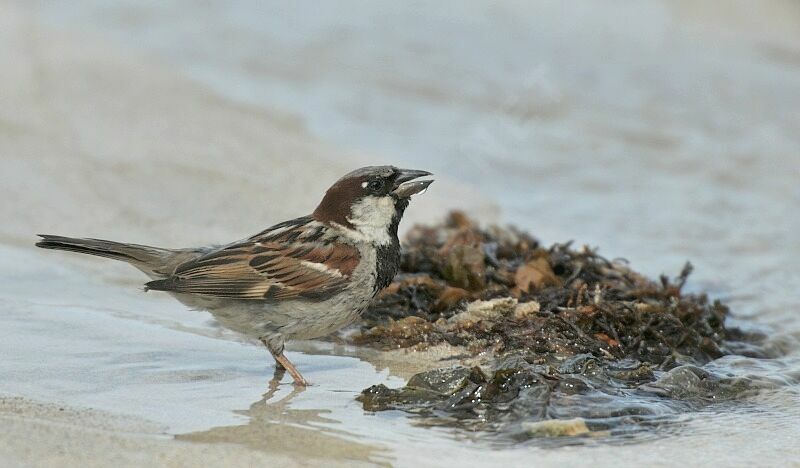 House Sparrow male