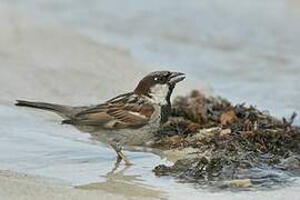 House Sparrow