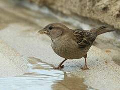 House Sparrow