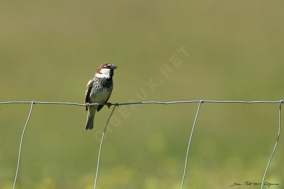 Spanish Sparrow