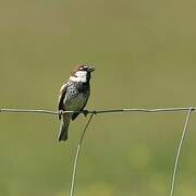 Spanish Sparrow