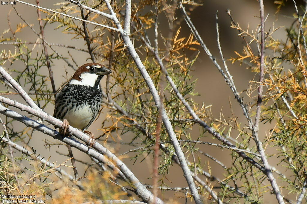 Spanish Sparrow