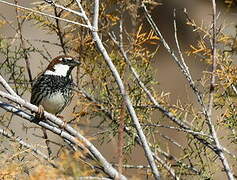 Spanish Sparrow