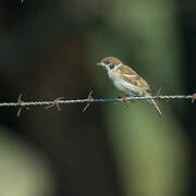 Eurasian Tree Sparrow