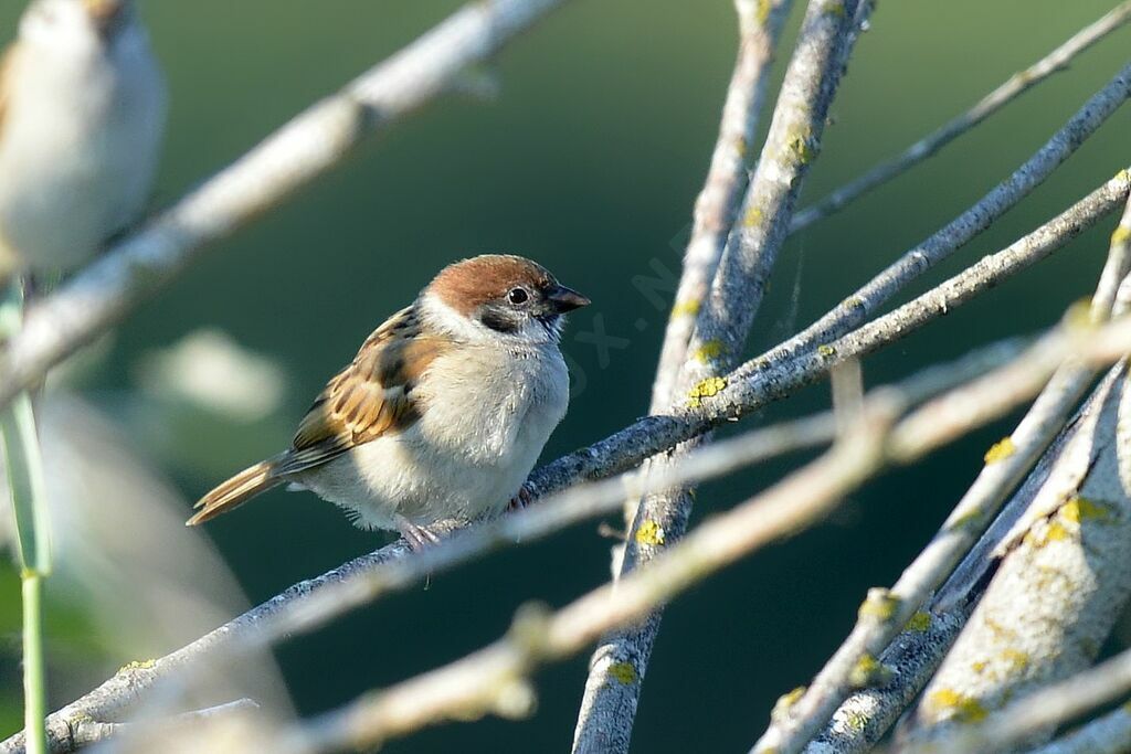 Eurasian Tree Sparrow