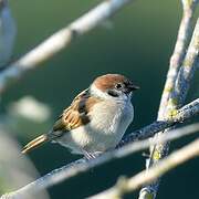 Eurasian Tree Sparrow