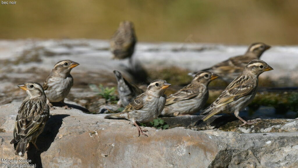 Rock Sparrow