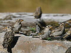 Rock Sparrow