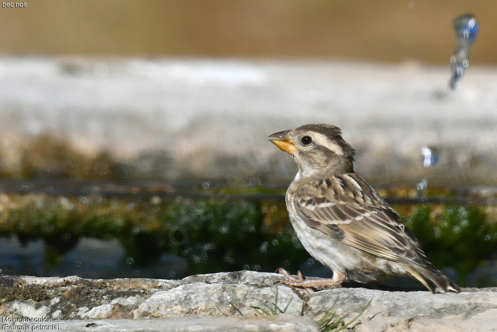 Rock Sparrow