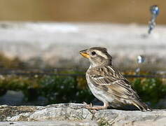 Rock Sparrow