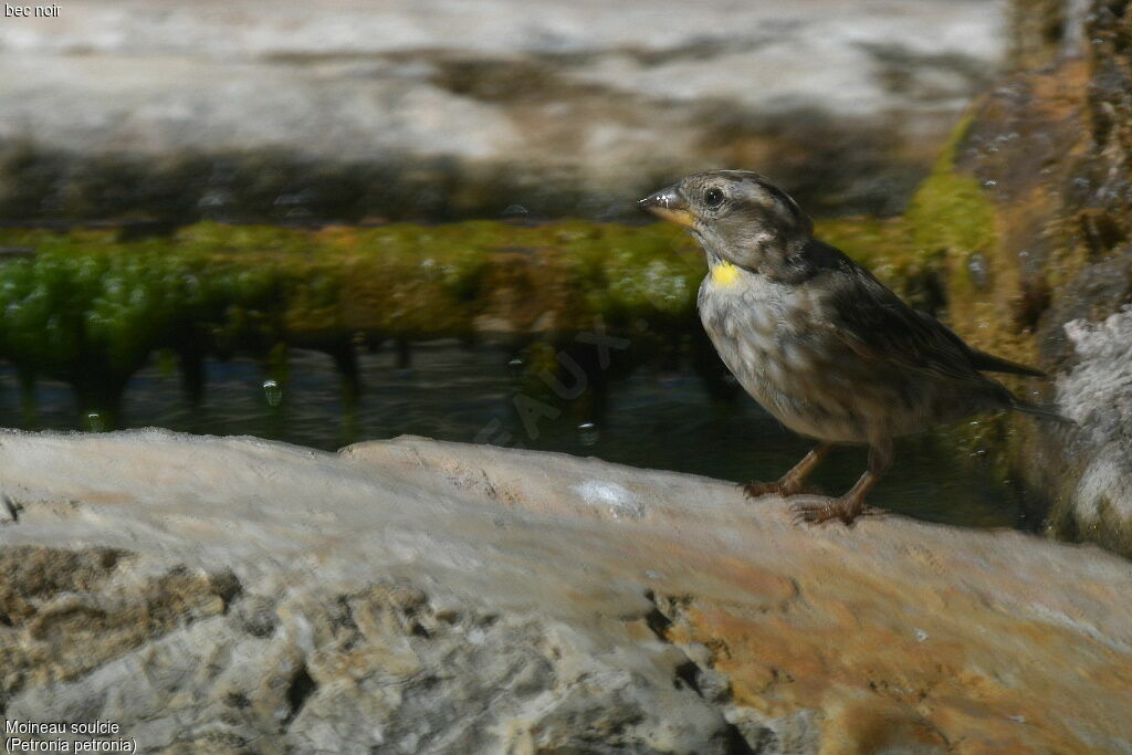 Rock Sparrow