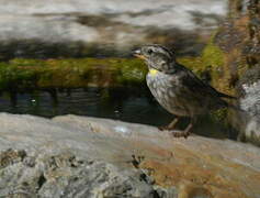 Rock Sparrow