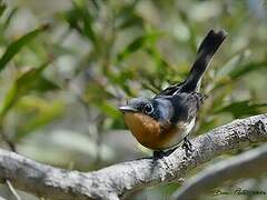 Melanesian Flycatcher